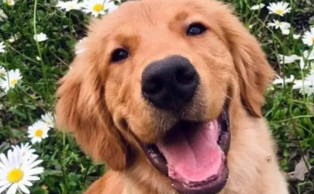 The owner's wife's dog is worth $700,000