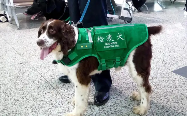 Beagle's got all these features. It's perfect for quarantine dogs. The masters are proud