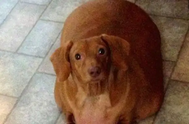 Dogs are fed pizza and fast food for a long time, fat enough to lose 25 pounds of weight, double-pipe diet. Down