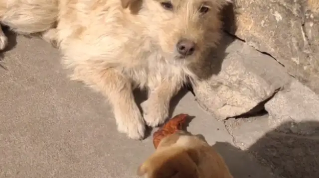 Coward doggy gets 50 bucks for help. Stop