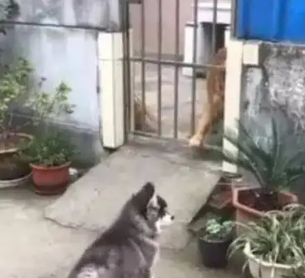 Sleigh dogs go play with golden hair