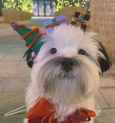 She bought a bunch of Christmas heads and couldn't believe the dog at home was wearing them