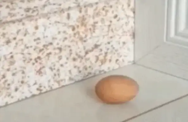The dog was sitting on the ground, and the master thought it was weird