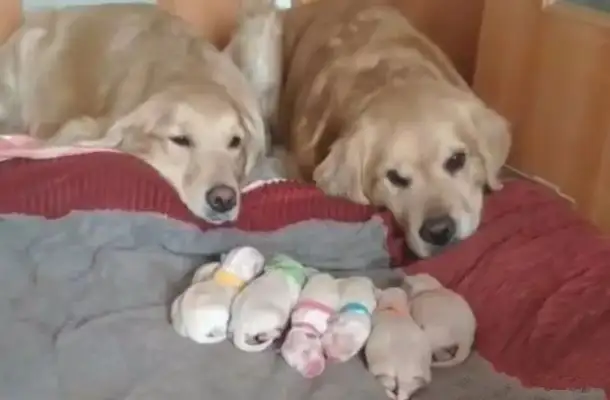 The golden hair "the couple" took care of the child, but the dog's father cried and became his master