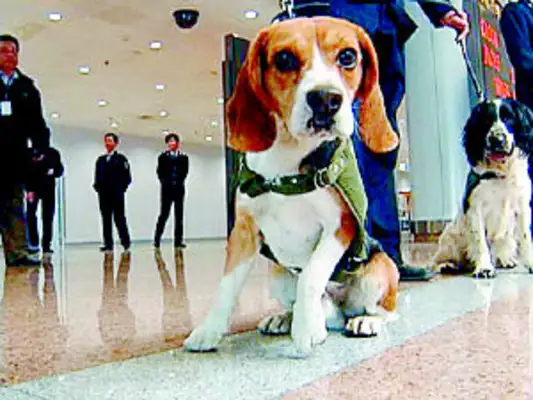 Beagle's got all these features. It's perfect for quarantine dogs. The masters are proud