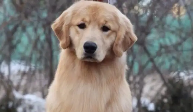 The owner's wife's dog is worth $700,000