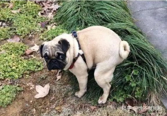 It's normal for a dog to be healthy with shit