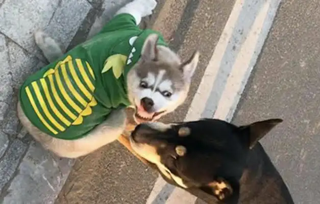 Husky and Chai Dog fight. Every picture is a face bag