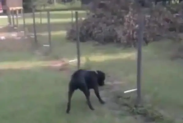 When the dog gets powered, it's on the grid