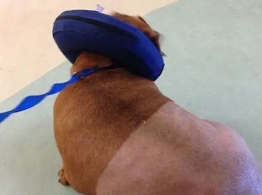 Dogs are fed pizza and fast food for a long time, fat enough to lose 25 pounds of weight, double-pipe diet. Down