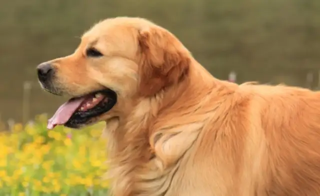 The owner's wife's dog is worth $700,000