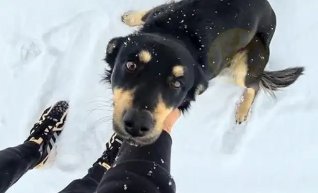 In the snow, the stray dog chasing a car in the snow, has a home called by a stranger