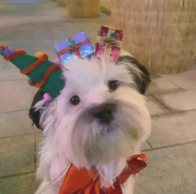 She bought a bunch of Christmas heads and couldn't believe the dog at home was wearing them