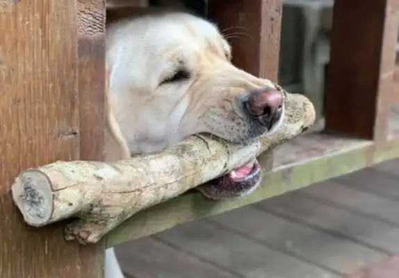 The master put the wood outside the fence and the dog came up with the perfect plan. Break