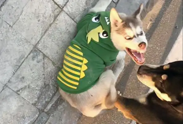 Husky and Chai Dog fight. Every picture is a face bag