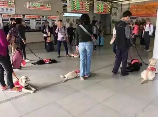 I met a bunch of labrado on the subway