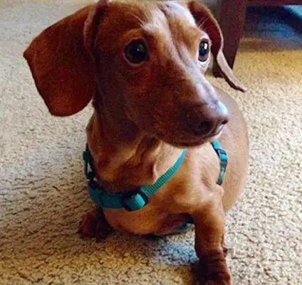 Dogs are fed pizza and fast food for a long time, fat enough to lose 25 pounds of weight, double-pipe diet. Down