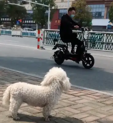 Dog chaser got hurt, dog owner got $210,000