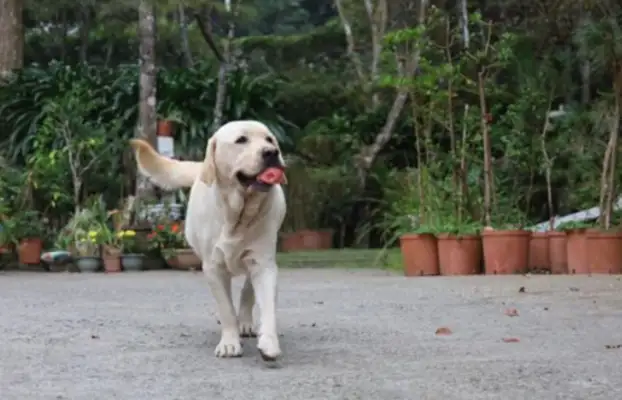 The master put the wood outside the fence and the dog came up with the perfect plan. Break