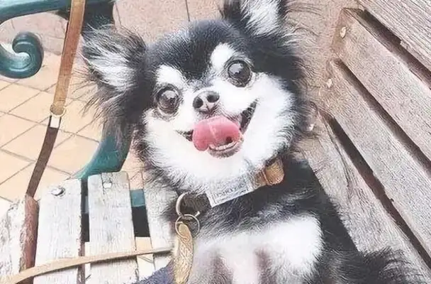 It's so funny to have a baby dog