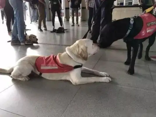 I met a bunch of labrado on the subway