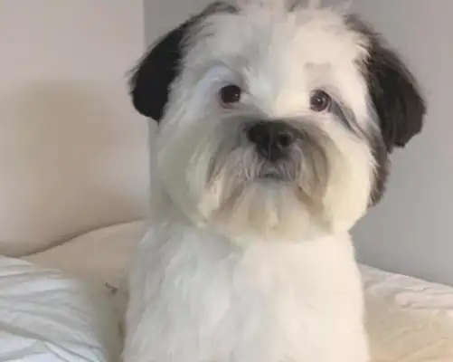 She bought a bunch of Christmas heads and couldn't believe the dog at home was wearing them