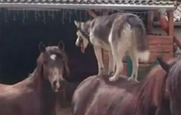 Master took 2-hu to the stables