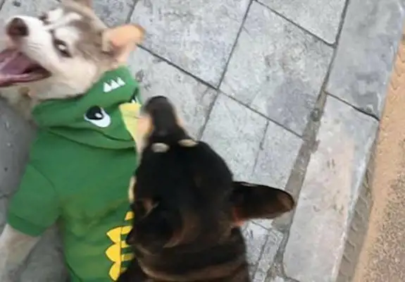 Husky and Chai Dog fight. Every picture is a face bag