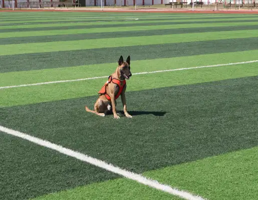 The Blue Wing formed a plan to report to the search and rescue dog 麒麟 !