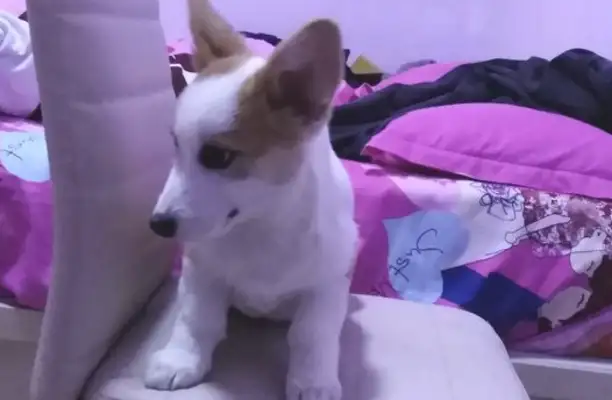 The Internet sleeps in the middle of the night and kicks Corky. Dog: It's hard to sleep