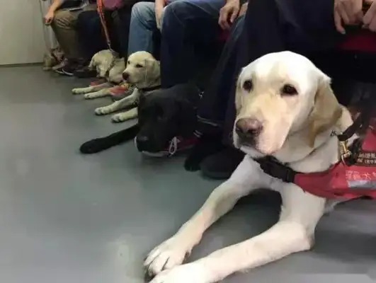 I met a bunch of labrado on the subway