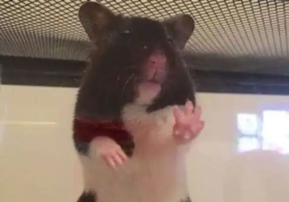 Cute hamsters have been brutally abandoned