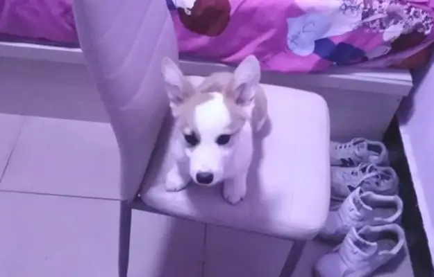 The Internet sleeps in the middle of the night and kicks Corky. Dog: It's hard to sleep