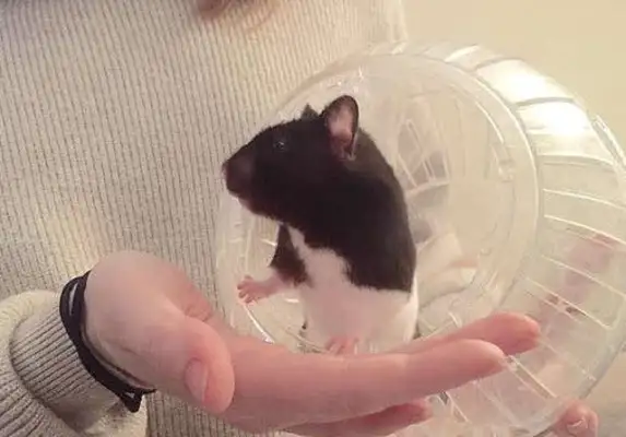 Cute hamsters have been brutally abandoned