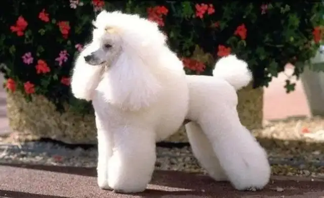 VIP DOGS ARE TREATED LIKE VIPS