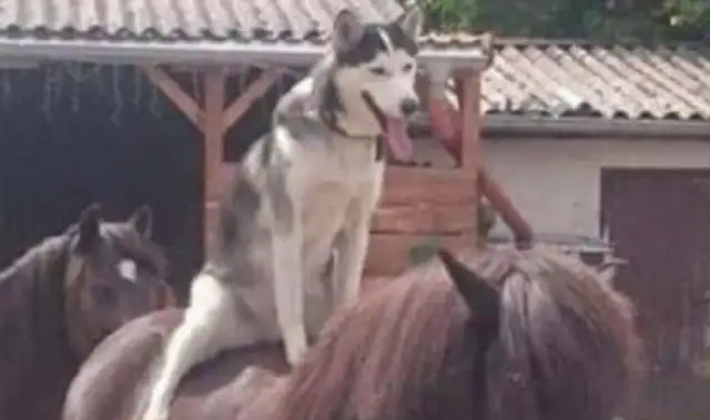 Master took 2-hu to the stables