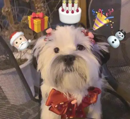 She bought a bunch of Christmas heads and couldn't believe the dog at home was wearing them