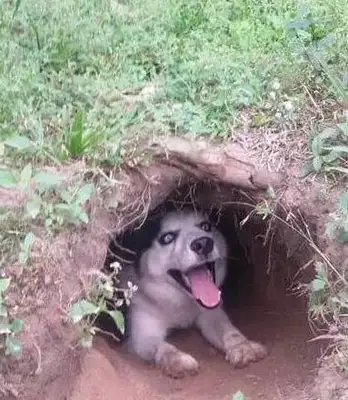 The master built his dog's nest with a dirt pit