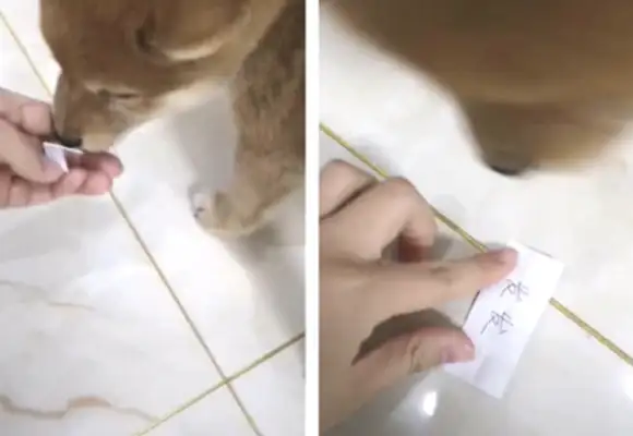 The master let the pup pick his name
