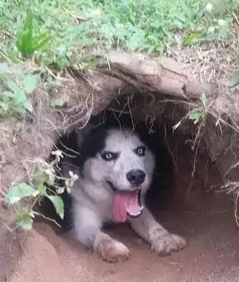 The master built his dog's nest with a dirt pit