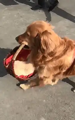 The master lets the dog walk around with his baby. It's warm, but it hurts. Heart