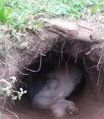 The master built his dog's nest with a dirt pit