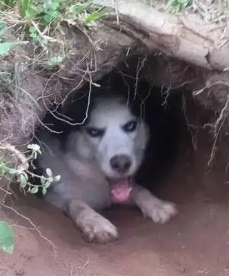 The master built his dog's nest with a dirt pit