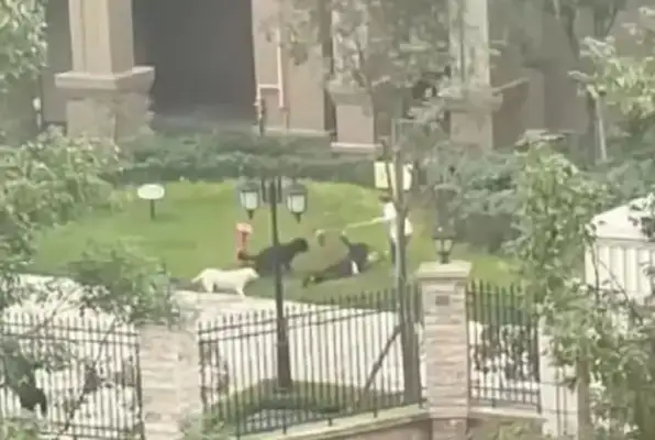 The girls have been discharged from the hospital after being bitten by dogs, and the netizens say another thing