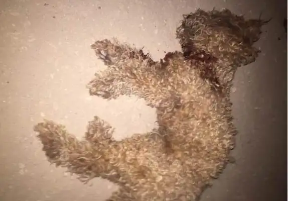 The blood of a stray Teddy bit by a big dog fell straight on the side of the road