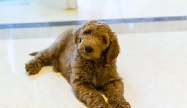 The White House will welcome a new dog with a little Trump