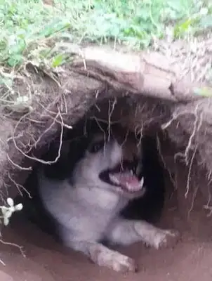 The master built his dog's nest with a dirt pit