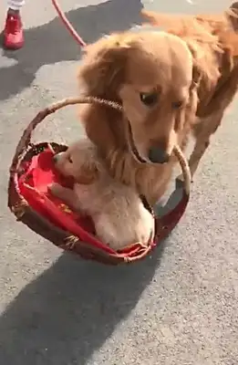 The master lets the dog walk around with his baby. It's warm, but it hurts. Heart
