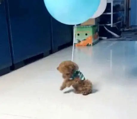 The master tied the balloon to Teddy, and the dog was overboard, so he got excited: I'd fly