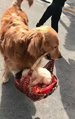 The master lets the dog walk around with his baby. It's warm, but it hurts. Heart